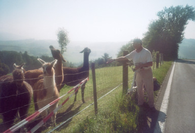 lama.jpg